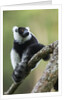 Black and White Ruffed Lemur, Madagascar by Anonymous