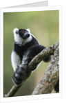 Black and White Ruffed Lemur, Madagascar by Anonymous