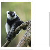 Black and White Ruffed Lemur, Madagascar by Anonymous