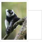 Black and White Ruffed Lemur, Madagascar by Anonymous