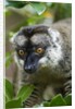 Common Brown Lemur, Madagascar by Anonymous
