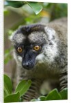 Common Brown Lemur, Madagascar by Anonymous