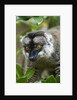 Common Brown Lemur, Madagascar by Anonymous