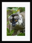 Common Brown Lemur, Madagascar by Anonymous