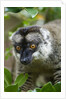 Common Brown Lemur, Madagascar by Anonymous