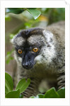 Common Brown Lemur, Madagascar by Anonymous