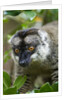Common Brown Lemur, Madagascar by Anonymous