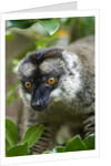 Common Brown Lemur, Madagascar by Anonymous
