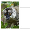 Common Brown Lemur, Madagascar by Anonymous