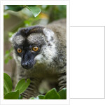 Common Brown Lemur, Madagascar by Anonymous