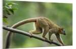 Common Brown Lemur, Madagascar by Anonymous