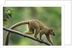Common Brown Lemur, Madagascar by Anonymous