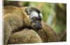 Common Brown Lemur, Madagascar by Anonymous