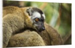 Common Brown Lemur, Madagascar by Anonymous