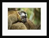 Common Brown Lemur, Madagascar by Anonymous