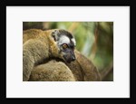 Common Brown Lemur, Madagascar by Anonymous