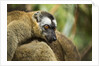 Common Brown Lemur, Madagascar by Anonymous