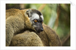 Common Brown Lemur, Madagascar by Anonymous