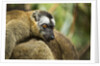 Common Brown Lemur, Madagascar by Anonymous