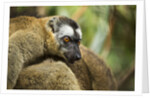 Common Brown Lemur, Madagascar by Anonymous