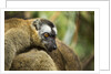 Common Brown Lemur, Madagascar by Anonymous