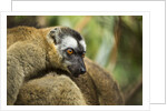 Common Brown Lemur, Madagascar by Anonymous
