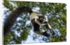 Black and White Ruffed Lemur, Madagascar by Anonymous