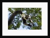 Black and White Ruffed Lemur, Madagascar by Anonymous