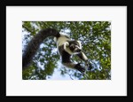 Black and White Ruffed Lemur, Madagascar by Anonymous