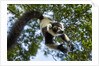Black and White Ruffed Lemur, Madagascar by Anonymous