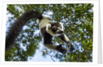 Black and White Ruffed Lemur, Madagascar by Anonymous