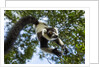 Black and White Ruffed Lemur, Madagascar by Anonymous