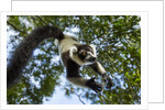 Black and White Ruffed Lemur, Madagascar by Anonymous