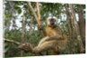 Common Brown Lemur, Madagascar by Anonymous