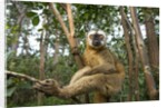 Common Brown Lemur, Madagascar by Anonymous