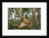 Common Brown Lemur, Madagascar by Anonymous