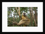 Common Brown Lemur, Madagascar by Anonymous