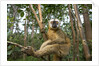 Common Brown Lemur, Madagascar by Anonymous