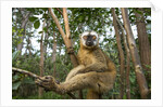 Common Brown Lemur, Madagascar by Anonymous