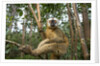 Common Brown Lemur, Madagascar by Anonymous