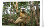 Common Brown Lemur, Madagascar by Anonymous