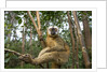 Common Brown Lemur, Madagascar by Anonymous