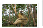 Common Brown Lemur, Madagascar by Anonymous
