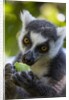 Ring-Tailed Lemur, Ambalavao, Madagascar by Anonymous