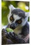 Ring-Tailed Lemur, Ambalavao, Madagascar by Anonymous