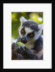 Ring-Tailed Lemur, Ambalavao, Madagascar by Anonymous