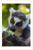 Ring-Tailed Lemur, Ambalavao, Madagascar by Anonymous