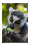 Ring-Tailed Lemur, Ambalavao, Madagascar by Anonymous