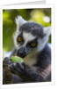 Ring-Tailed Lemur, Ambalavao, Madagascar by Anonymous