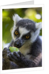 Ring-Tailed Lemur, Ambalavao, Madagascar by Anonymous